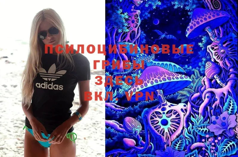 купить  цена  Кизел  Псилоцибиновые грибы Psilocybe 